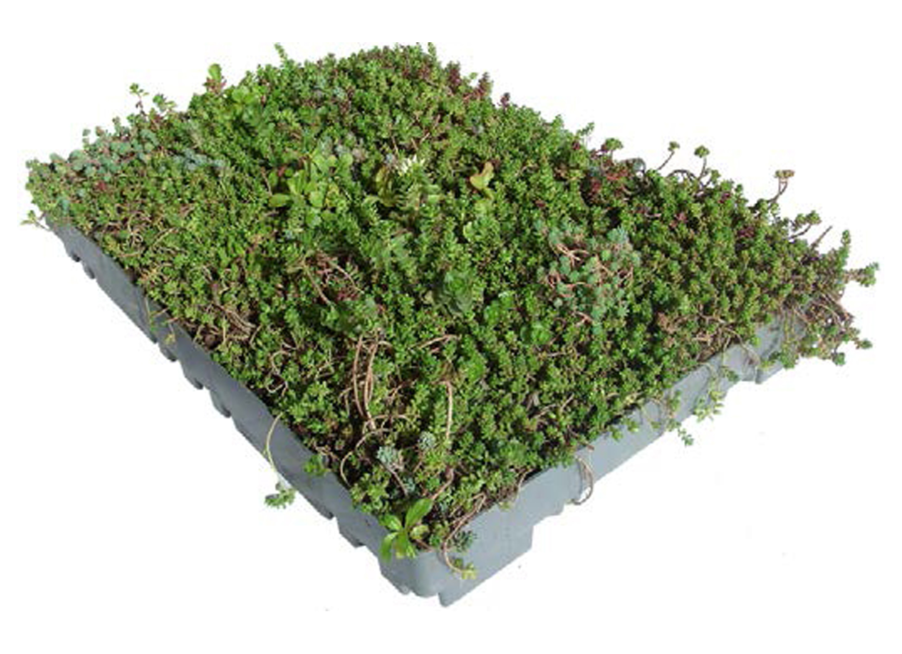 DERBISEDUM PACK CLASSIC 40/60/7,5CM