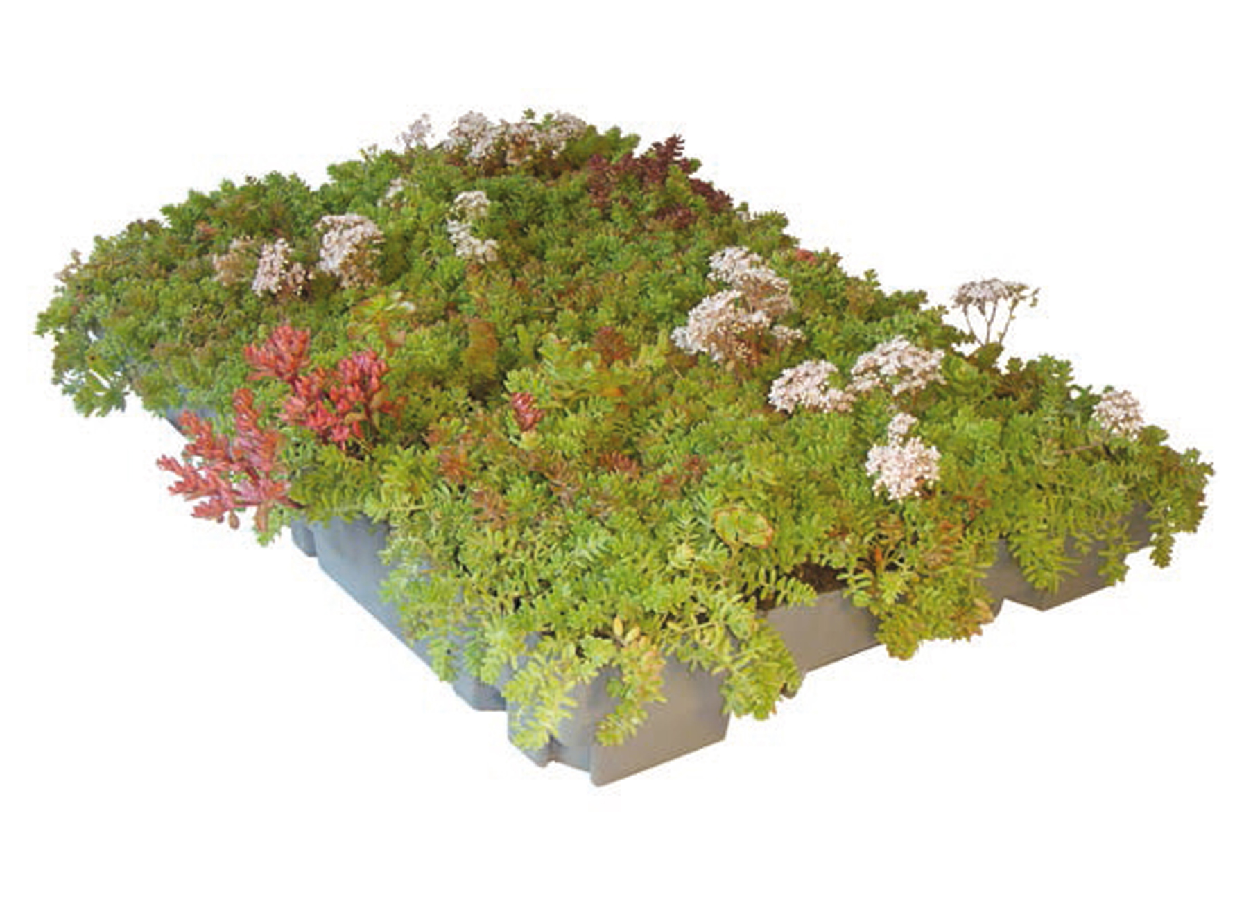 DERBISEDUM PACK BIODIVERSITEIT 40/60/7,5CM