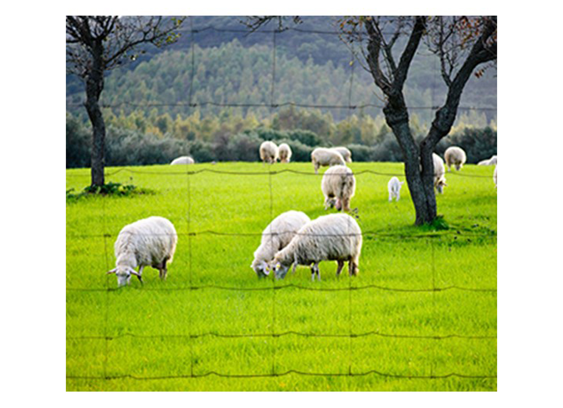 LICHT SCHAPENGAAS VERZINKT