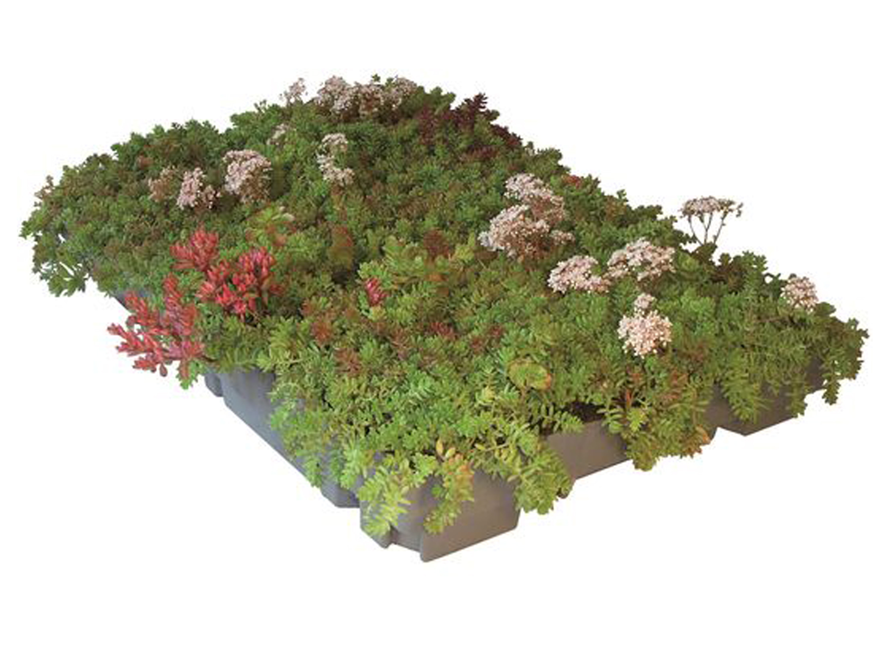 DERBISEDUM PACK